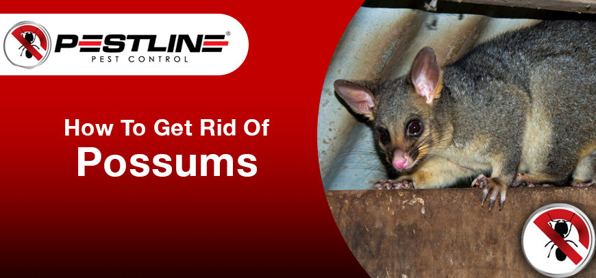 Possums.jpg