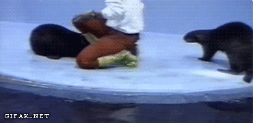 007-funny-animal-gifs-104-otter-steals-bucket.gif