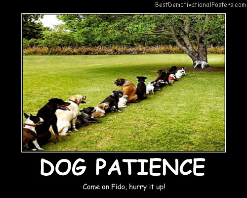 Dogs-Patience-funny-Best-Demotivational-Posters.jpg