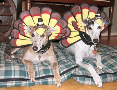 turkey-costumes-for-dogs-thumb.JPG