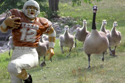 Run_colt_geese.jpg