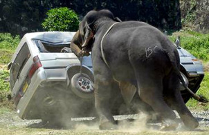elephant_car.jpg