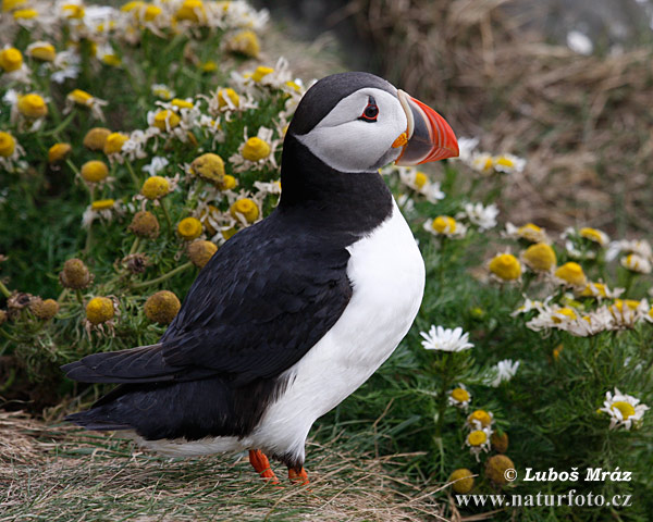 puffin-08a748.jpg