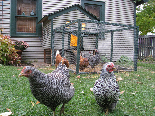 charleston_sc_houses_backyard-chickens.jpg