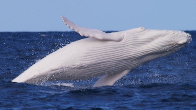 Humpback-Whale.jpg