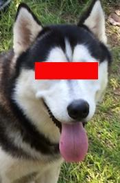 huskypic175.jpg