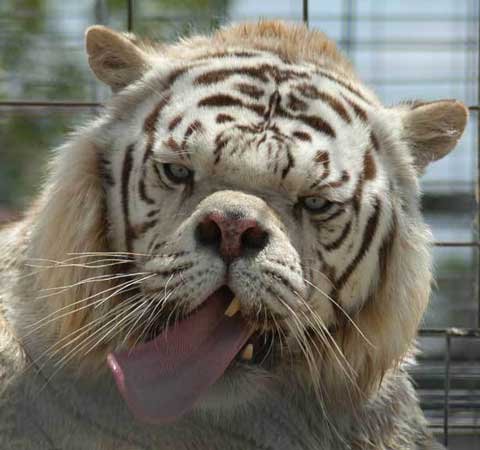 ugly_tiger.jpg