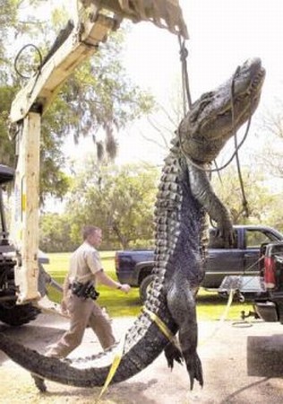 Texas+Gator.jpg