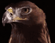 black-eagle.gif