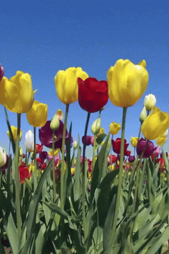 spring-time-tulips.gif