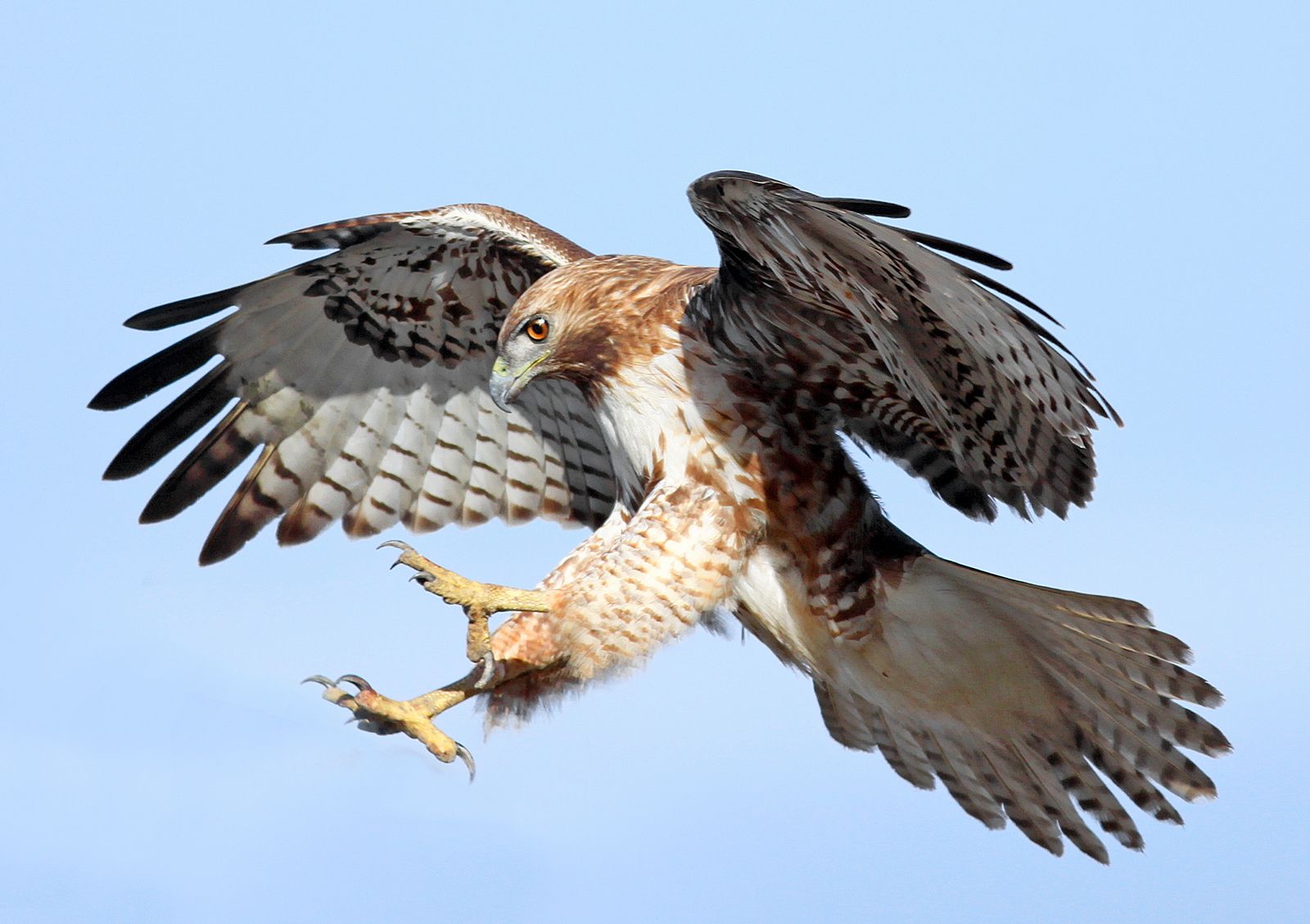 Red-tailed-hawk.jpg