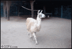 Llama GIFs - Find & Share on GIPHY