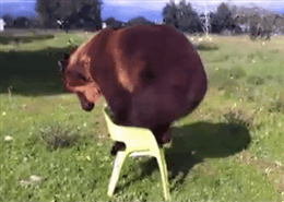 Bear-Sitting-in-Chair.gif