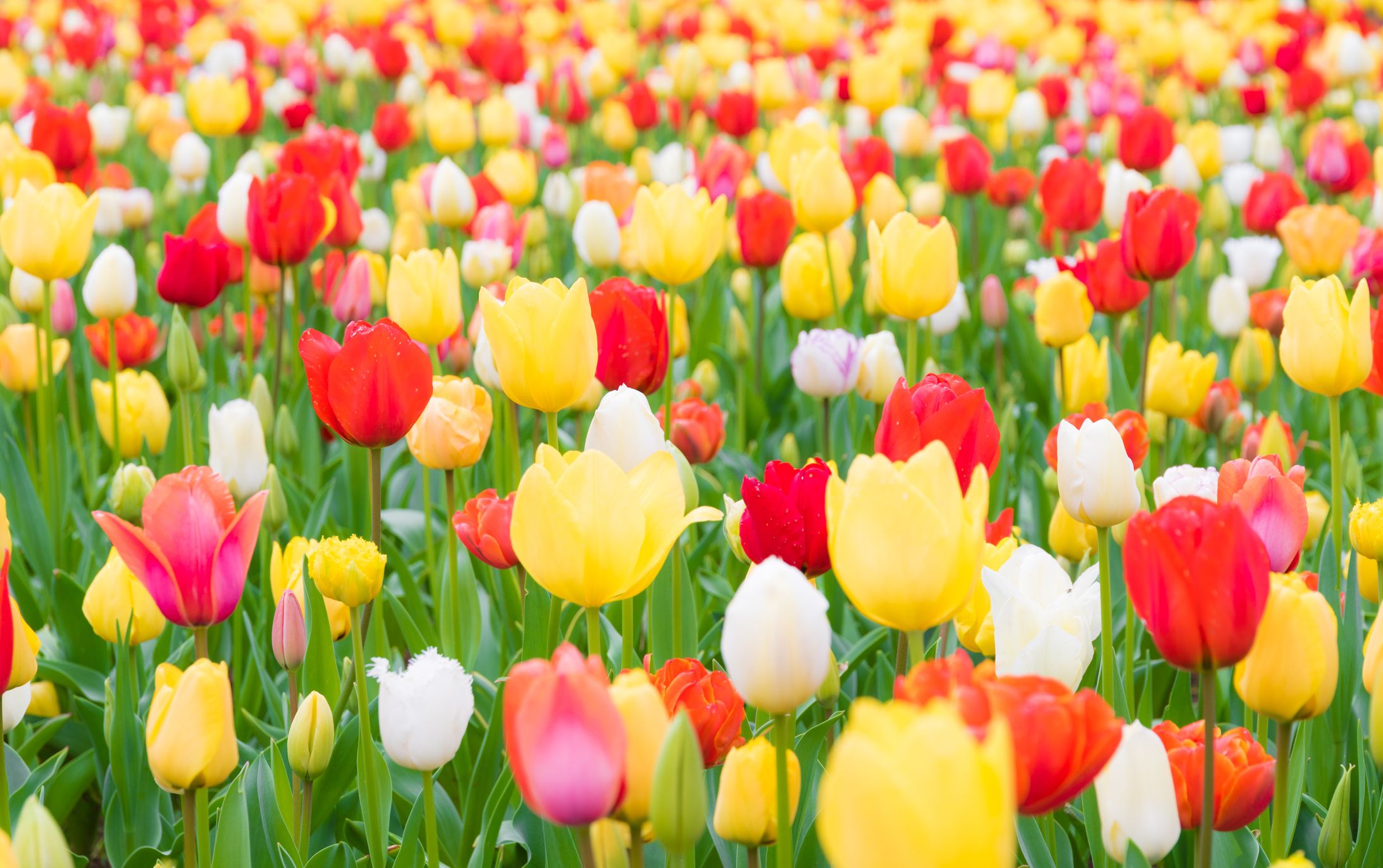 close-up-of-tulips-blooming-in-field-royalty-free-image-1584131603.jpg