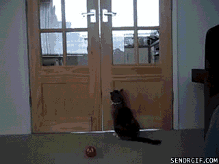 cat-stands-to-open-doors