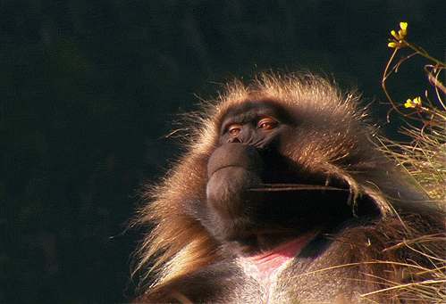 majestic-primate