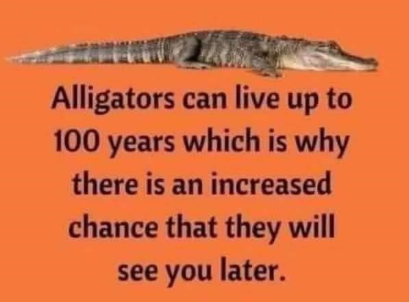 alligators-can-live-up-100-years-which-is-why-there-is-an-increased-chance-they-will-see-later