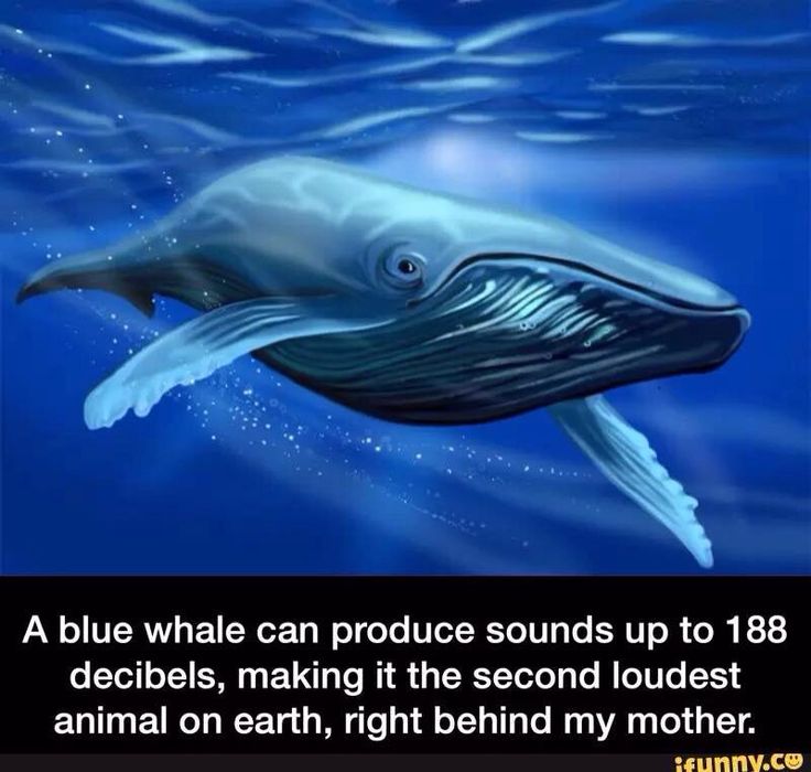 39297046f9daf67660f12f68e1a5c4c1--marine-biology-blue-whale.jpg