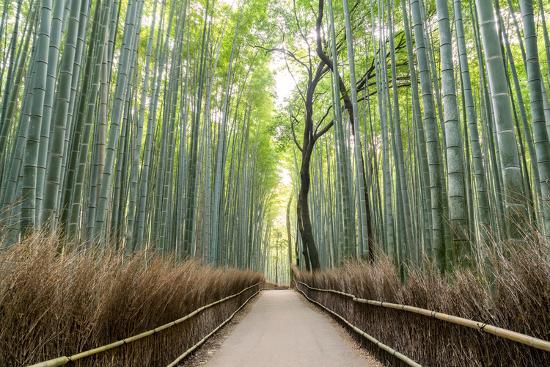 arashiyama-bamboo-grove-in-the-morning-kyoto-japan_u-l-q13f3pl0.jpg
