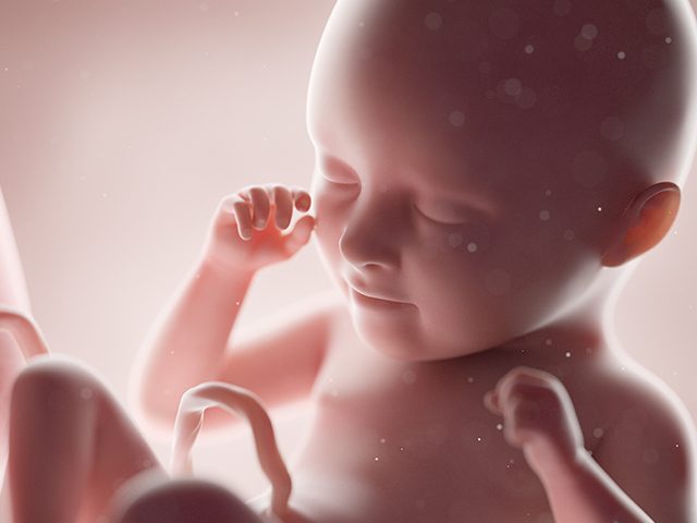 fetus-unborn-baby-abortion-pro-life-prolife-getty-640x480.jpg