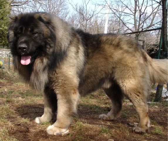 Difference-Between-Caucasian-Shepherd-and-Caucasian-Ovcharka-1.jpg