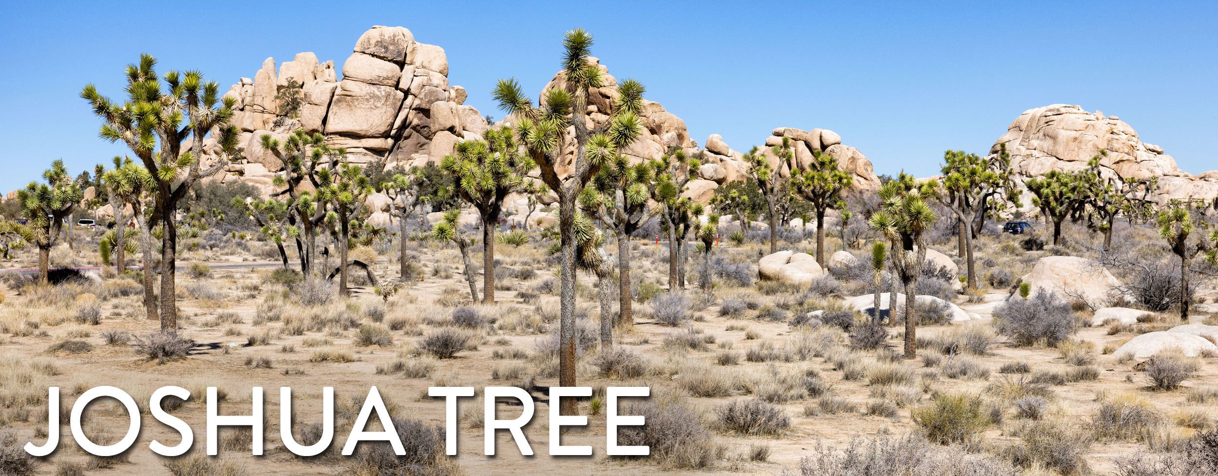 Joshua-Tree-National-Park-Header.jpg.optimal.jpg