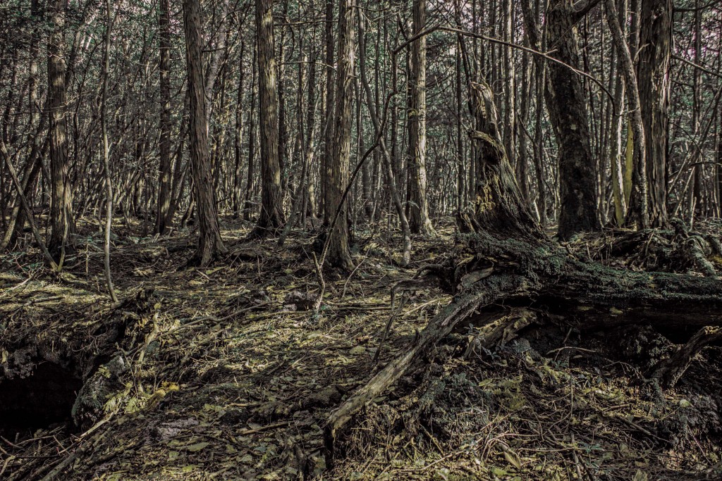 sea-of-trees-1-1024x683.jpg