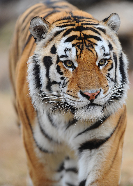 Mike_VI_the_Tiger_%28Louisiana_State_University_mascot%29.jpg