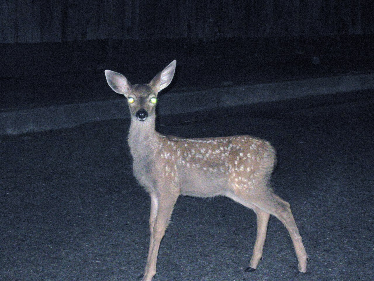 1280px-Deer_staring_into_headlights.jpg