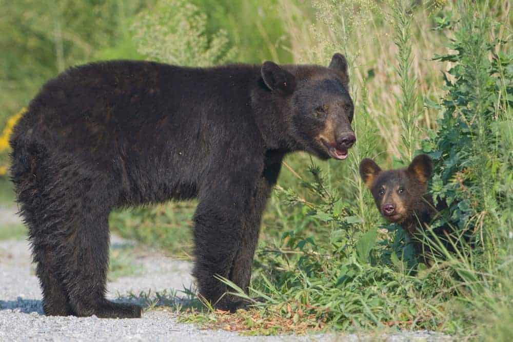 Mama-bear-with-cub.jpg
