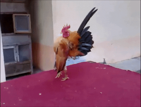 cocky_rooster-DMID1-5jzi4mim6-480x364.gif